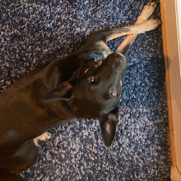 Meet your Posher, Debbie and Raven - Picture 1 of 1